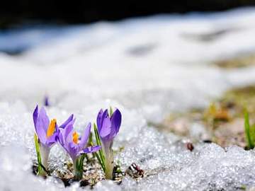 flowers poking through snow